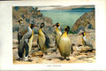 Original Old Antique Print Giant Penguins Birds Natural History 1895 Colour
