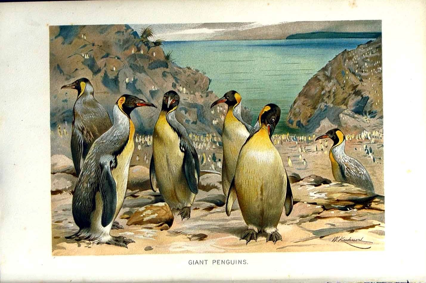 Original Old Antique Print Giant Penguins Birds Natural History 1895 Colour