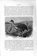 Original Old Antique Print Great Tinamu Martineta Birds Natural History 1895