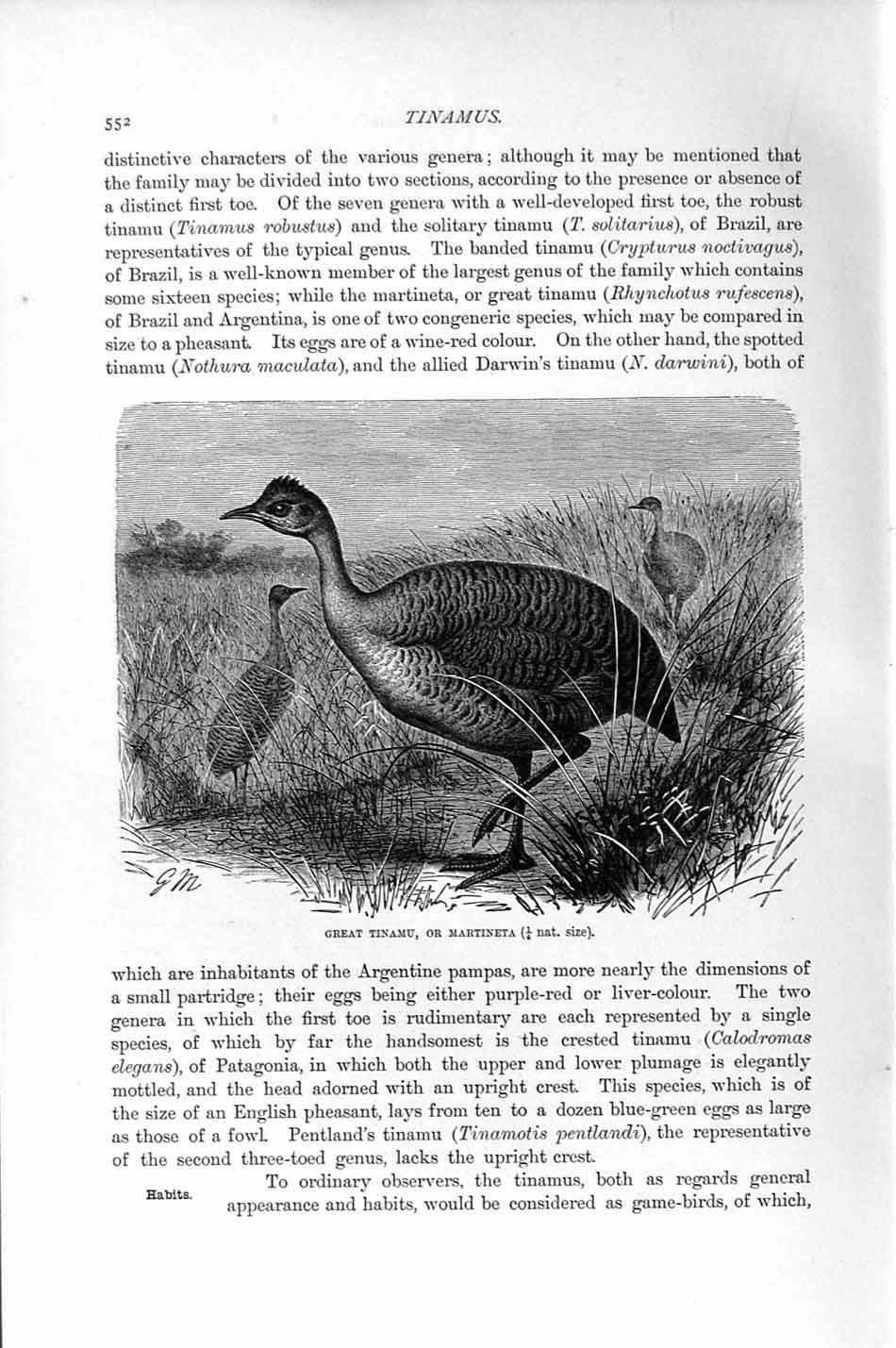 Original Old Antique Print Great Tinamu Martineta Birds Natural History 1895