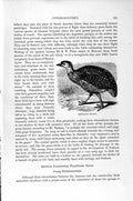 Original Old Antique Print Natural History 1895 Pentland Tinamu Bird Patagonian
