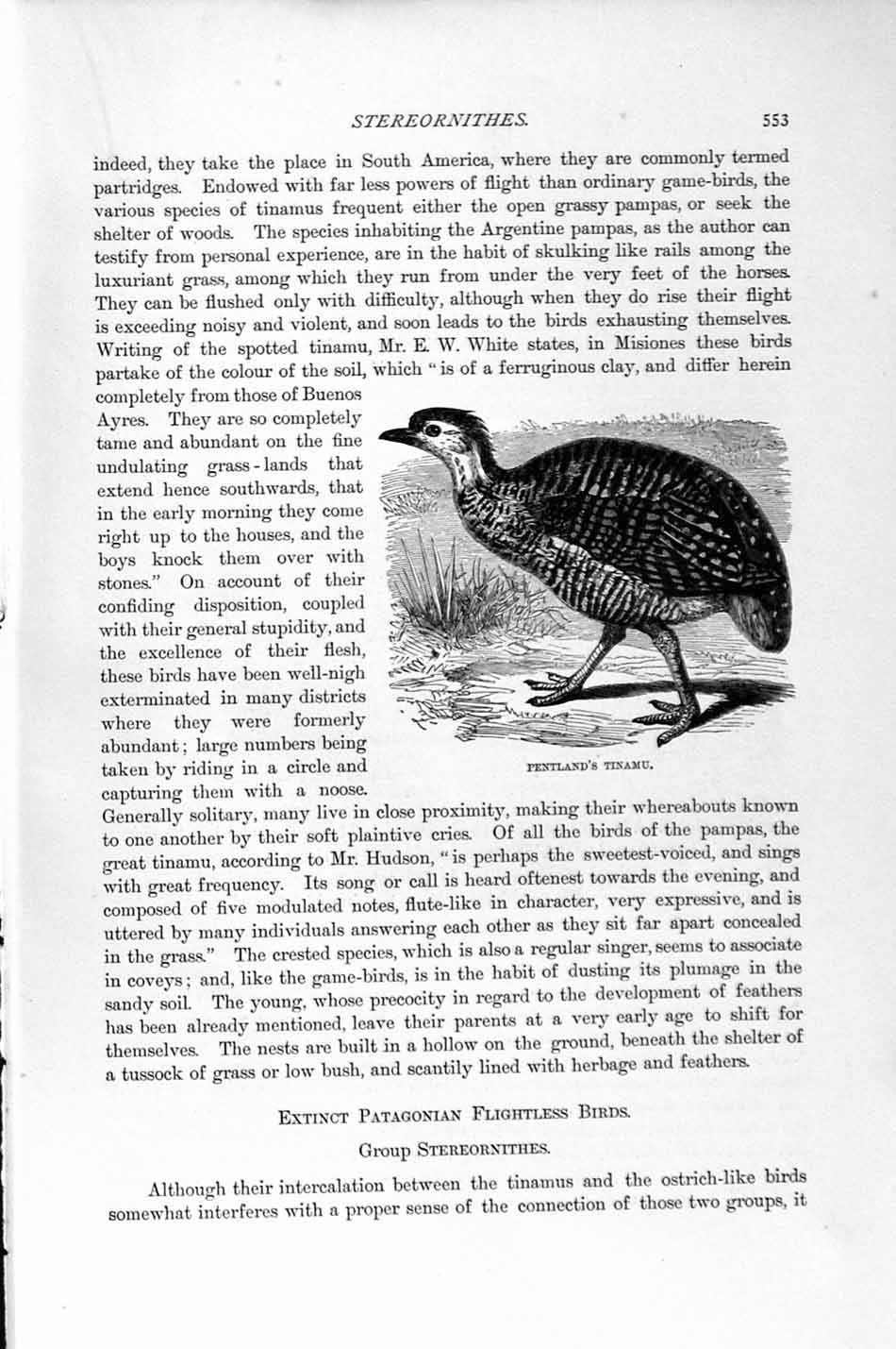 Original Old Antique Print Natural History 1895 Pentland Tinamu Bird Patagonian