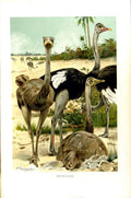 Original Old Antique Print Natural History 1895 Ostriches Birds Colour 19th