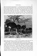 Original Old Antique Print Natural History 1895 Ostriches Feeding Birds 19th