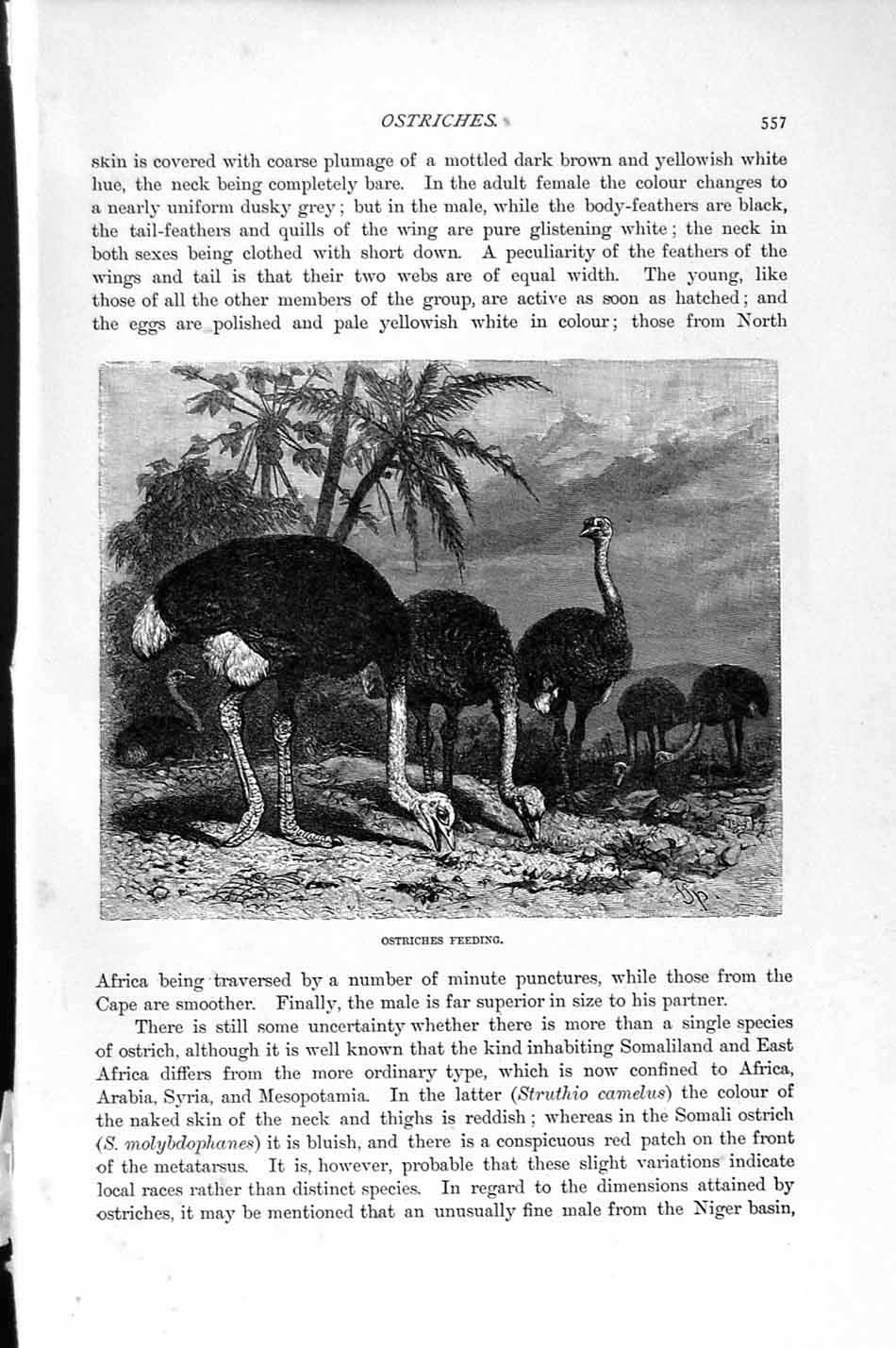 Original Old Antique Print Natural History 1895 Ostriches Feeding Birds 19th