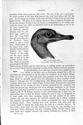 Original Old Antique Print Natural History 1895 Head Long-Billed Rhea Bird 19th