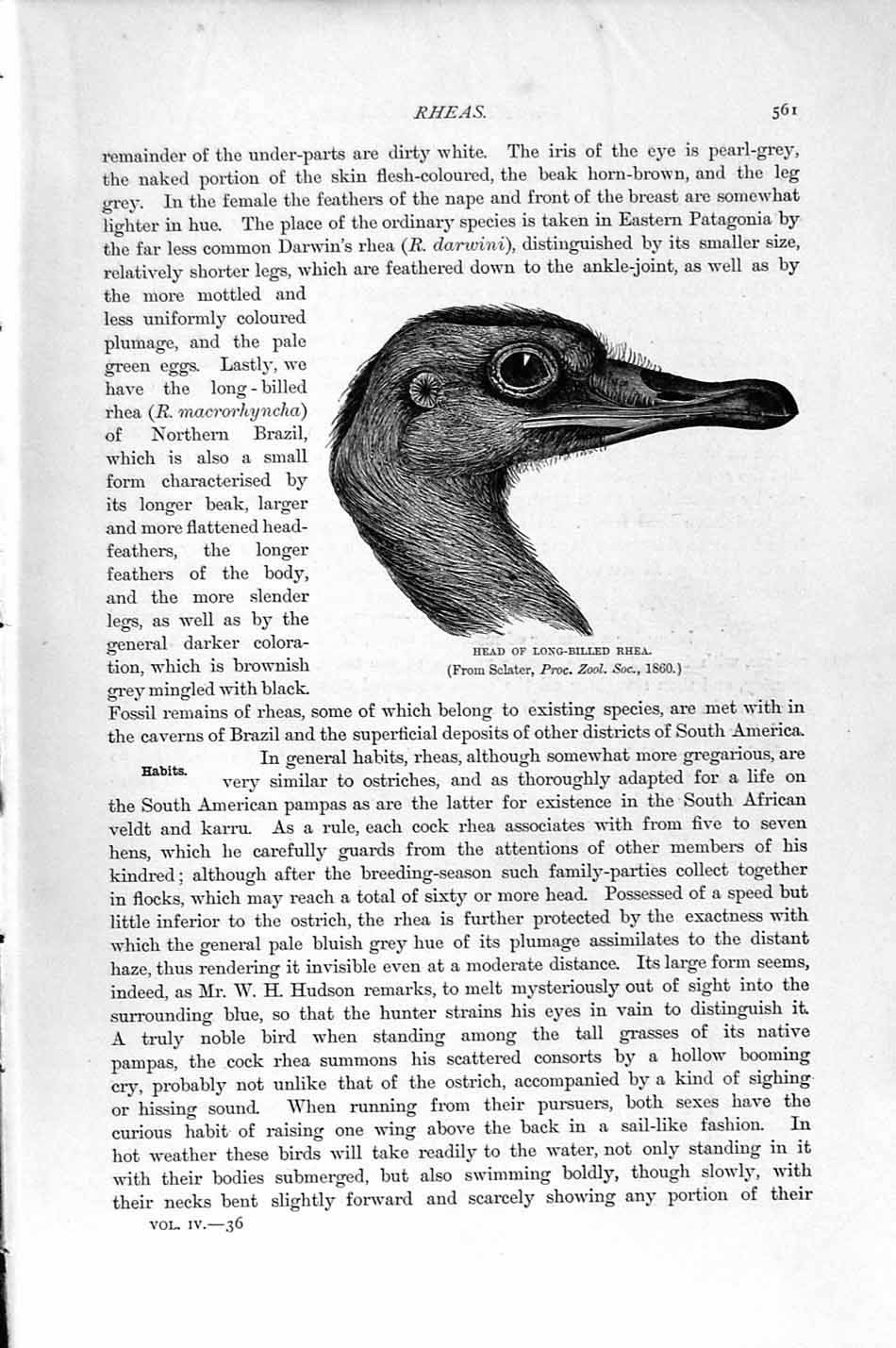 Original Old Antique Print Natural History 1895 Head Long-Billed Rhea Bird 19th