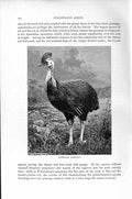 Original Old Antique Print Natural History 1895 Australian Cassowary Birds 19th