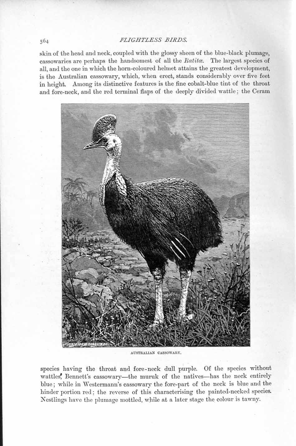 Original Old Antique Print Natural History 1895 Australian Cassowary Birds 19th