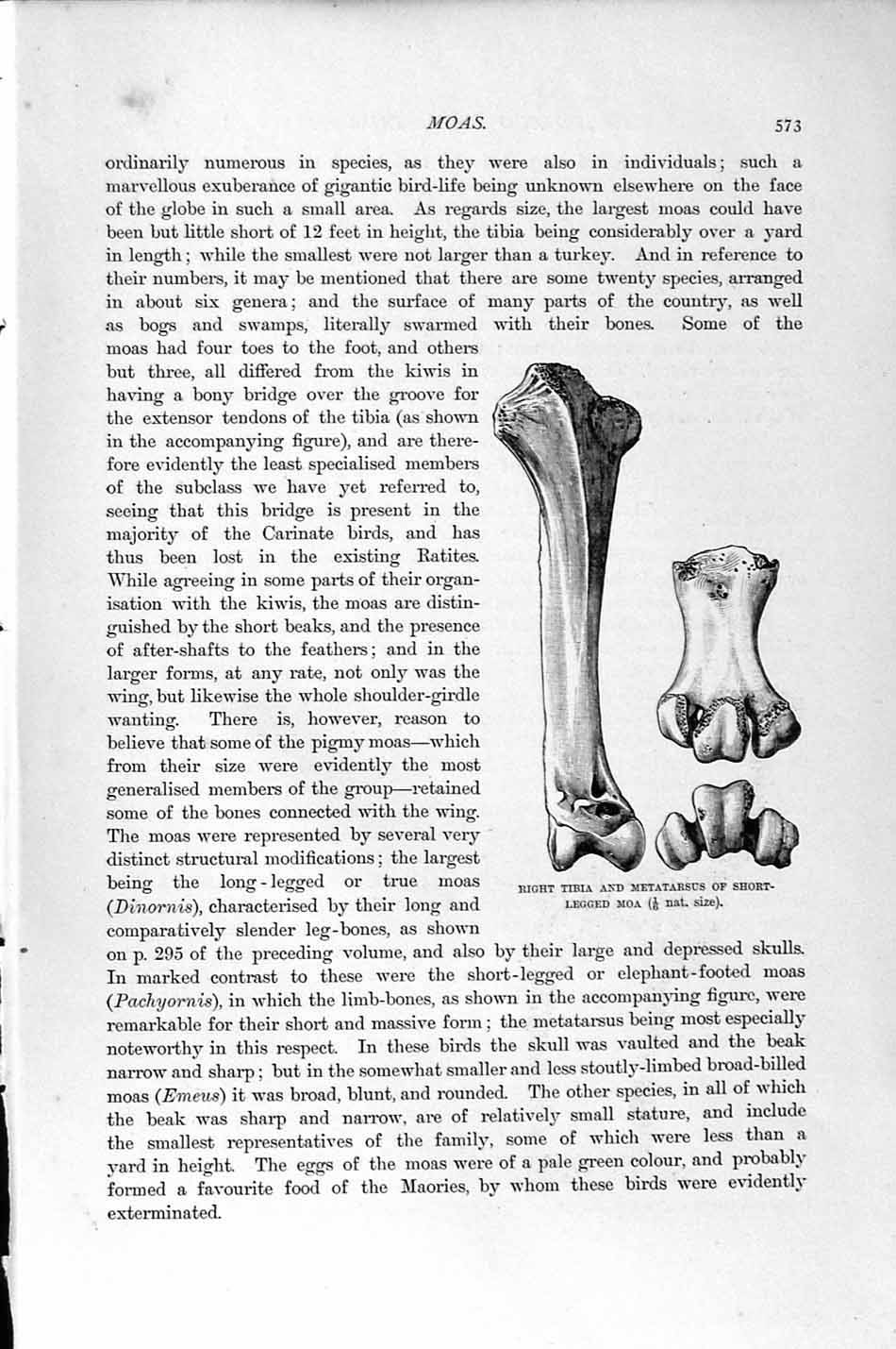 Old Antique Print Natural History 1895 Tibia Metatarsus Short Legged Moa 19th