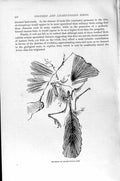 Original Old Antique Print Natural History 1895 Skeleton Lizard-Tailed Bird