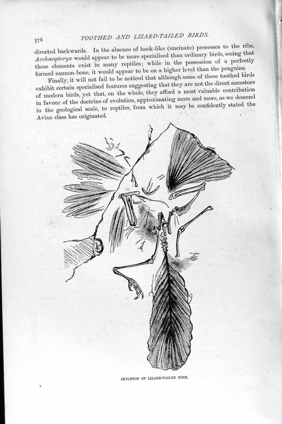 Original Old Antique Print Natural History 1895 Skeleton Lizard-Tailed Bird