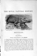 Original Old Antique Print Natural History 1896 Reptile Crocodile Victorian