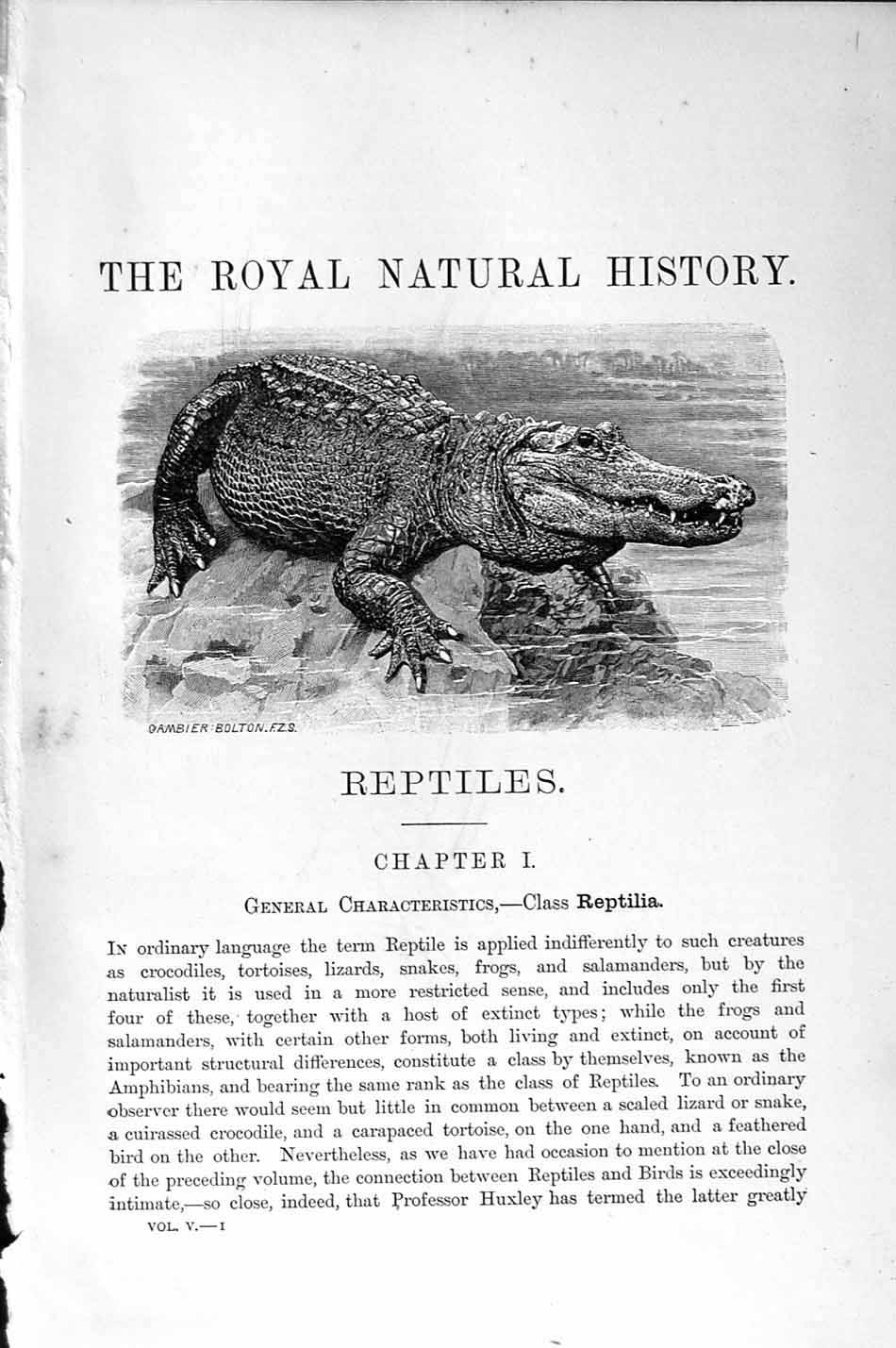 Original Old Antique Print Natural History 1896 Reptile Crocodile Victorian