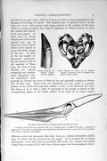 Original Old Antique Print Natural History 1896 Flying Dragon Dinosaur Vertebra