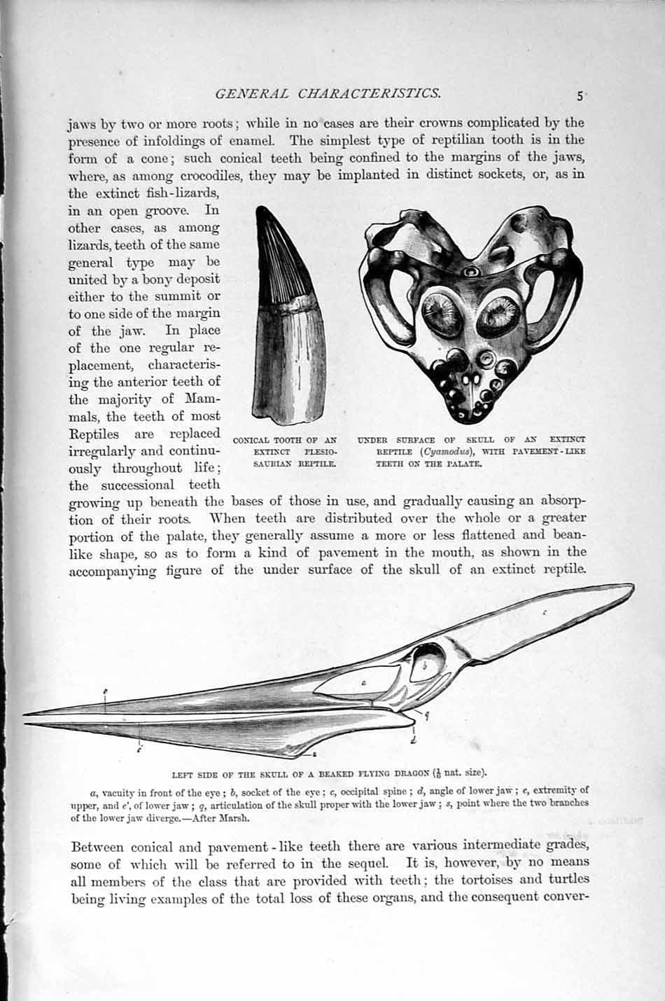 Original Old Antique Print Natural History 1896 Flying Dragon Dinosaur Vertebra