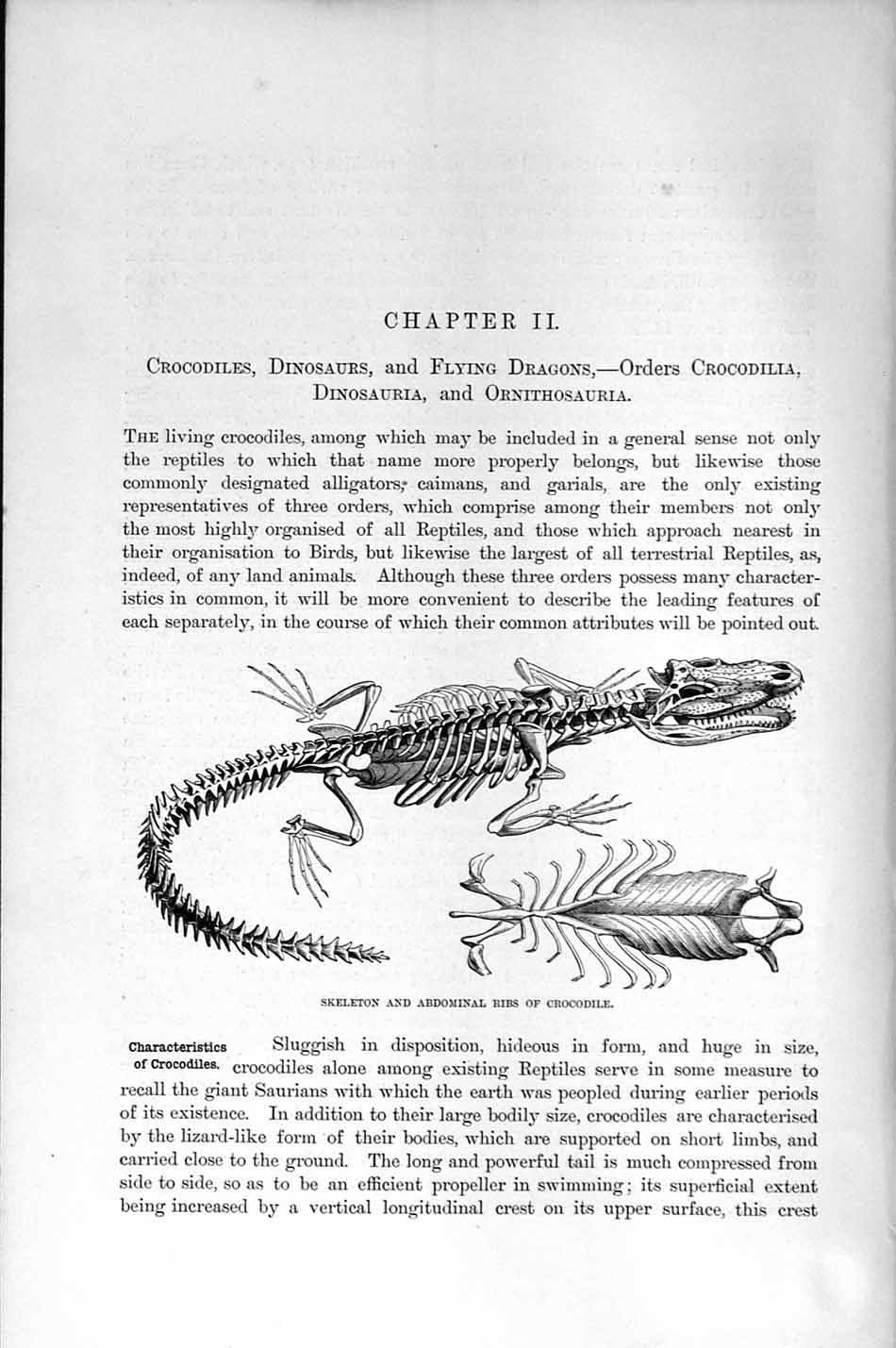 Old Antique Print Natural History 1896 Skeleton Abdominal Ribs Crocodile 19th