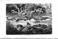 Original Old Antique Print Natural History 1896 Black Caimans Reptiles 19th