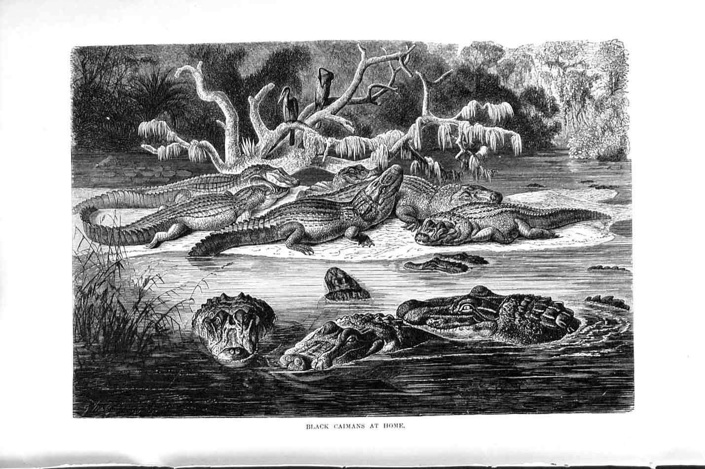 Original Old Antique Print Natural History 1896 Black Caimans Reptiles 19th