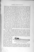 Original Old Antique Print Natural History 1896 Skull Extince Crocodile Teeth