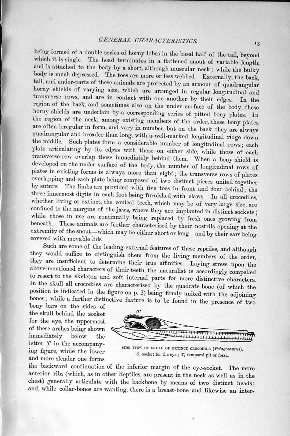 Original Old Antique Print Natural History 1896 Skull Extince Crocodile Teeth