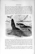 Original Old Antique Print Spectacled Caiman Crocodile Natural History 1896