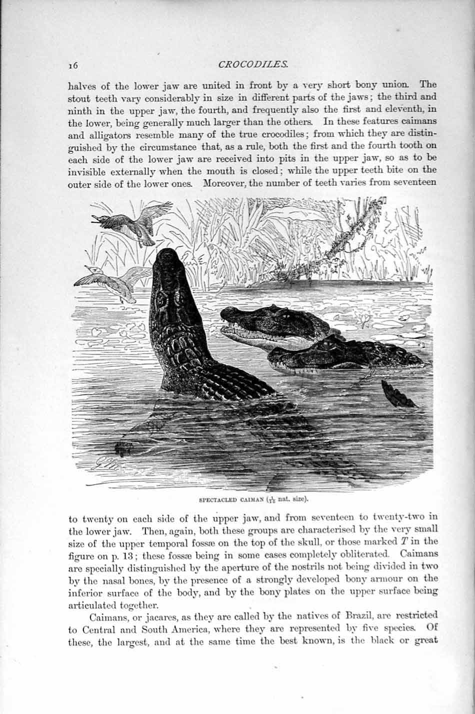 Original Old Antique Print Spectacled Caiman Crocodile Natural History 1896