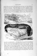 Original Old Antique Print Natural History 1896 Mississippi Alligator Victorian