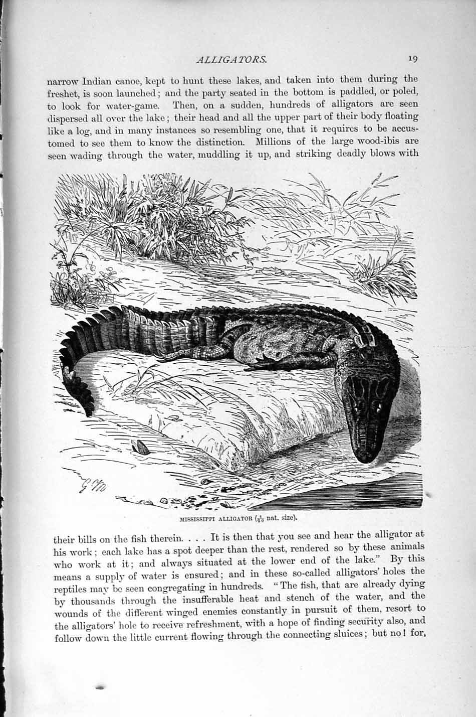 Original Old Antique Print Natural History 1896 Mississippi Alligator Victorian