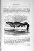 Original Old Antique Print Natural History 1896 Stumpy Crocodile Palustris 19th