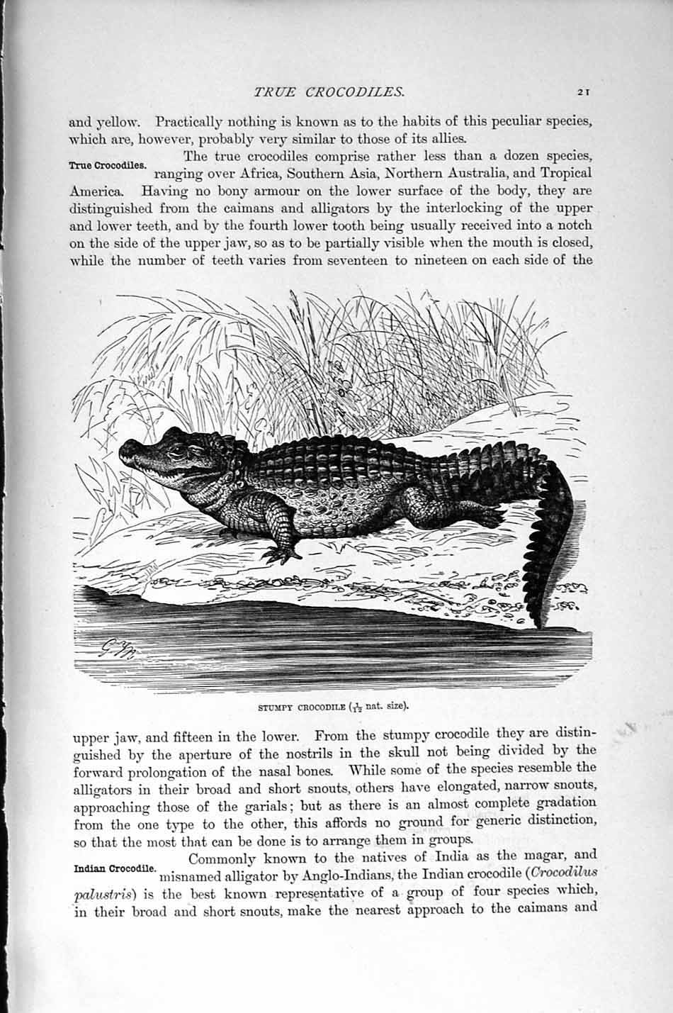 Original Old Antique Print Natural History 1896 Stumpy Crocodile Palustris 19th