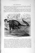 Old Antique Print Natural History 1896 Estuarine Crocodile Nile Reptiles 19th