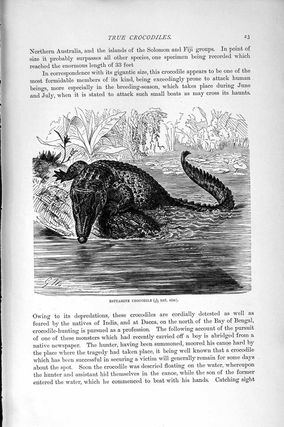 Old Antique Print Natural History 1896 Estuarine Crocodile Nile Reptiles 19th