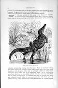 Original Old Antique Print Natural History 1896 Sharp-Nosed Crocodile Victorian