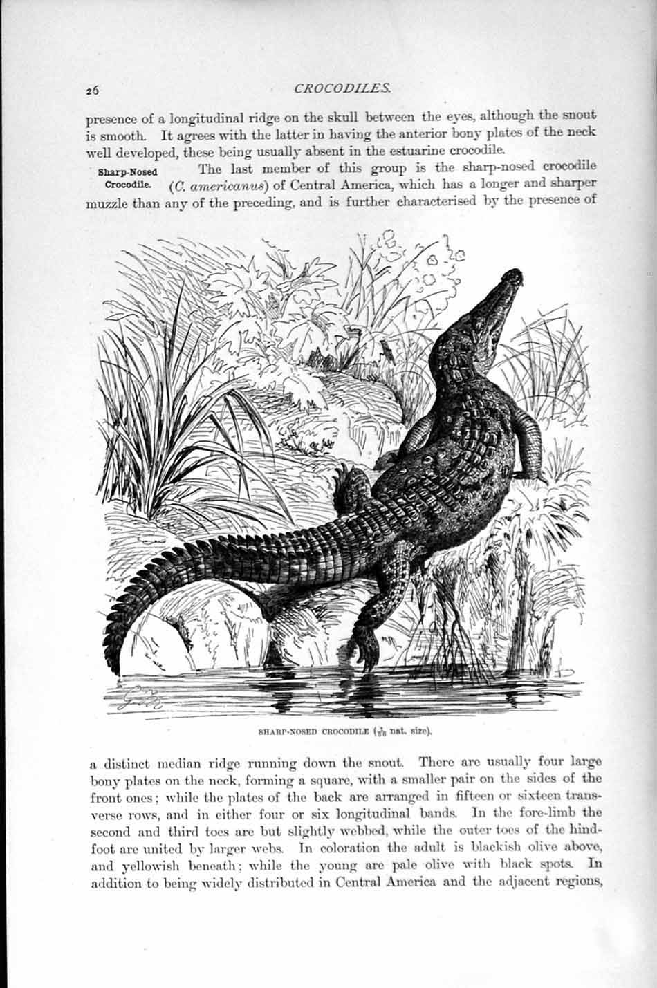 Original Old Antique Print Natural History 1896 Sharp-Nosed Crocodile Victorian