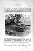 Original Old Antique Print Natural History 1896 Long-Nosed Crocodile Victorian