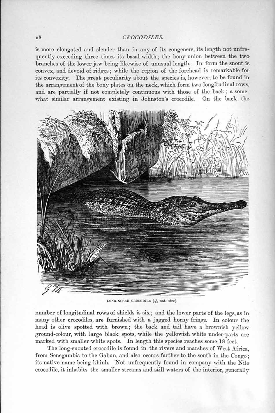 Original Old Antique Print Natural History 1896 Long-Nosed Crocodile Victorian