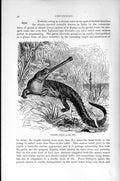 Original Old Antique Print Natural History 1896 Gangetic Garial Crocodile 19th