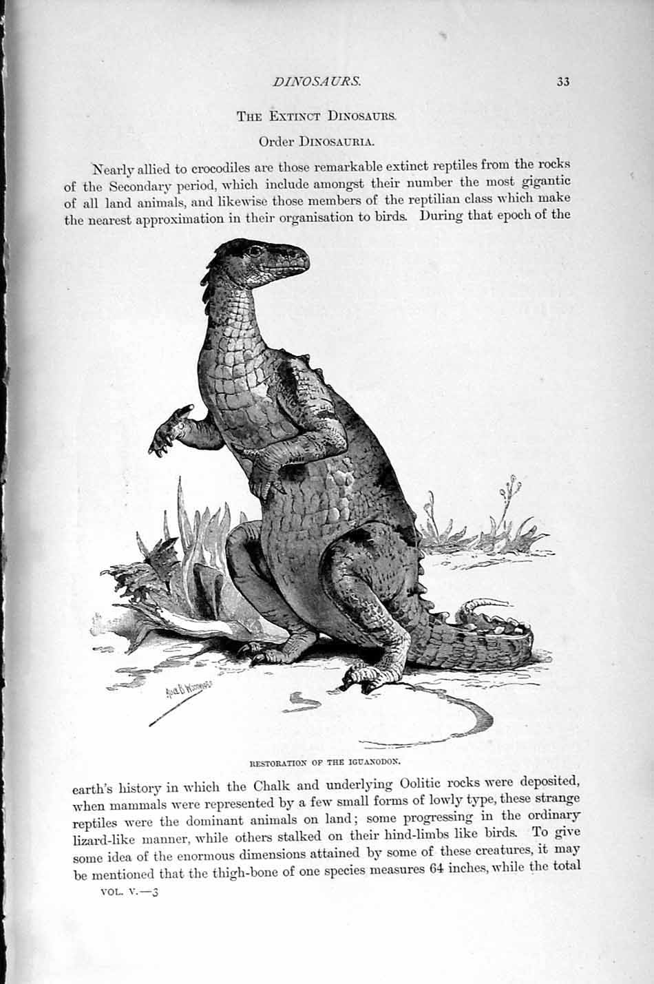 Old Antique Print Natural History 1896 Iguanodon Dinosaur Hoplosaur Tooth 19th