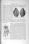 Old Antique Print Natural History 1896 Dinosaur Tooth Pelorasaur Claosaur 19th