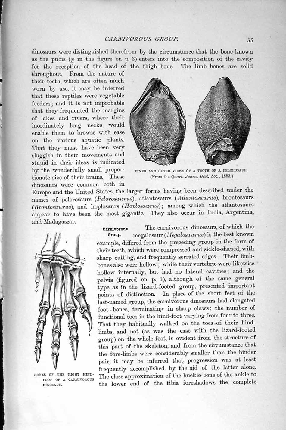 Old Antique Print Natural History 1896 Dinosaur Tooth Pelorasaur Claosaur 19th