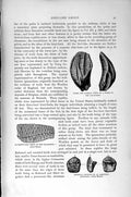 Original Old Antique Print Natural History 1896 Skull Horned Dinosaur Iguanodon