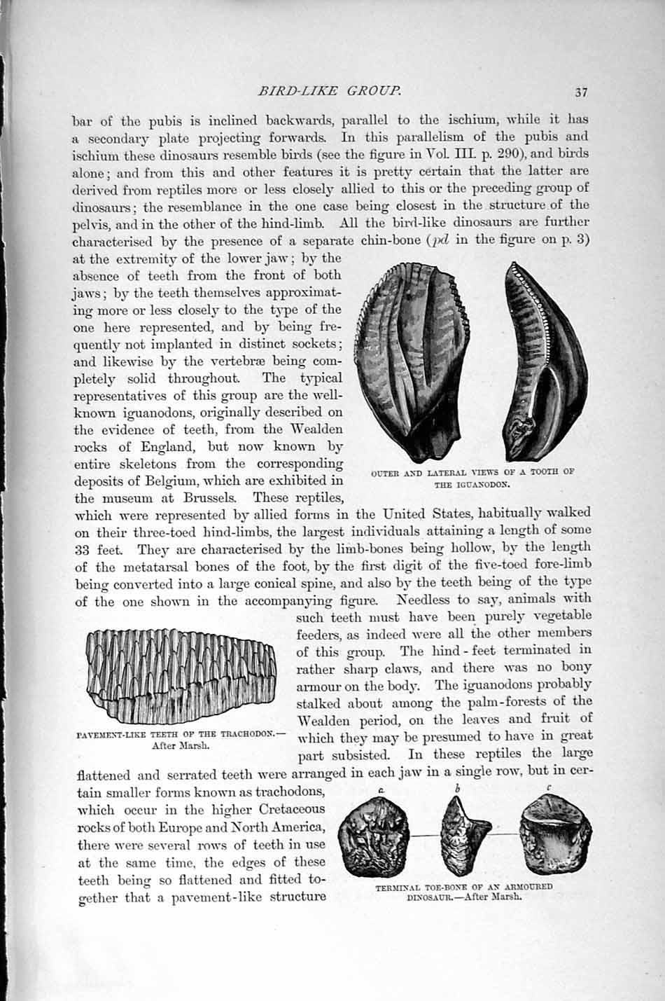 Original Old Antique Print Natural History 1896 Skull Horned Dinosaur Iguanodon