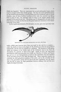 Original Old Antique Print Natural History 1896 Chaibassa Terrapin Pterodactyle