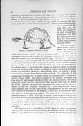 Original Old Antique Print Natural History 1896 Skeleton Tortoise Bones 19th