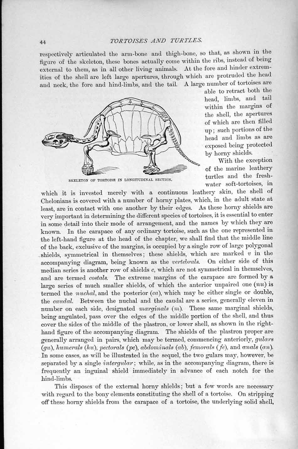 Original Old Antique Print Natural History 1896 Skeleton Tortoise Bones 19th