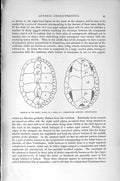 Original Old Antique Print Natural History 1896 Horny Plates Diagram Tortoise