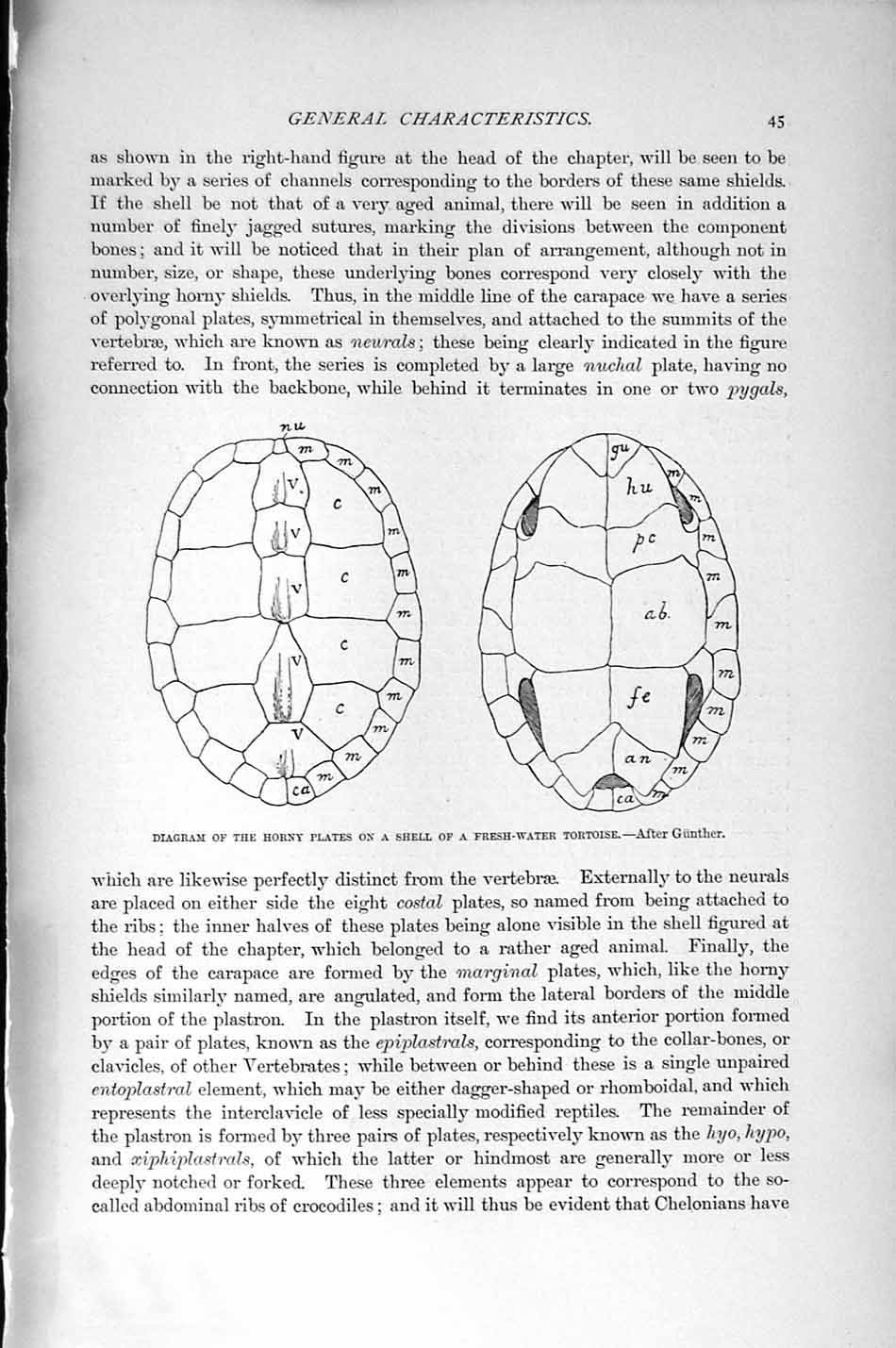 Original Old Antique Print Natural History 1896 Horny Plates Diagram Tortoise