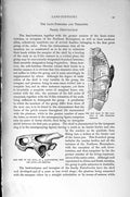 Original Old Antique Print Natural History 1896 Chaibassa Terrapin Tortoise Jaw