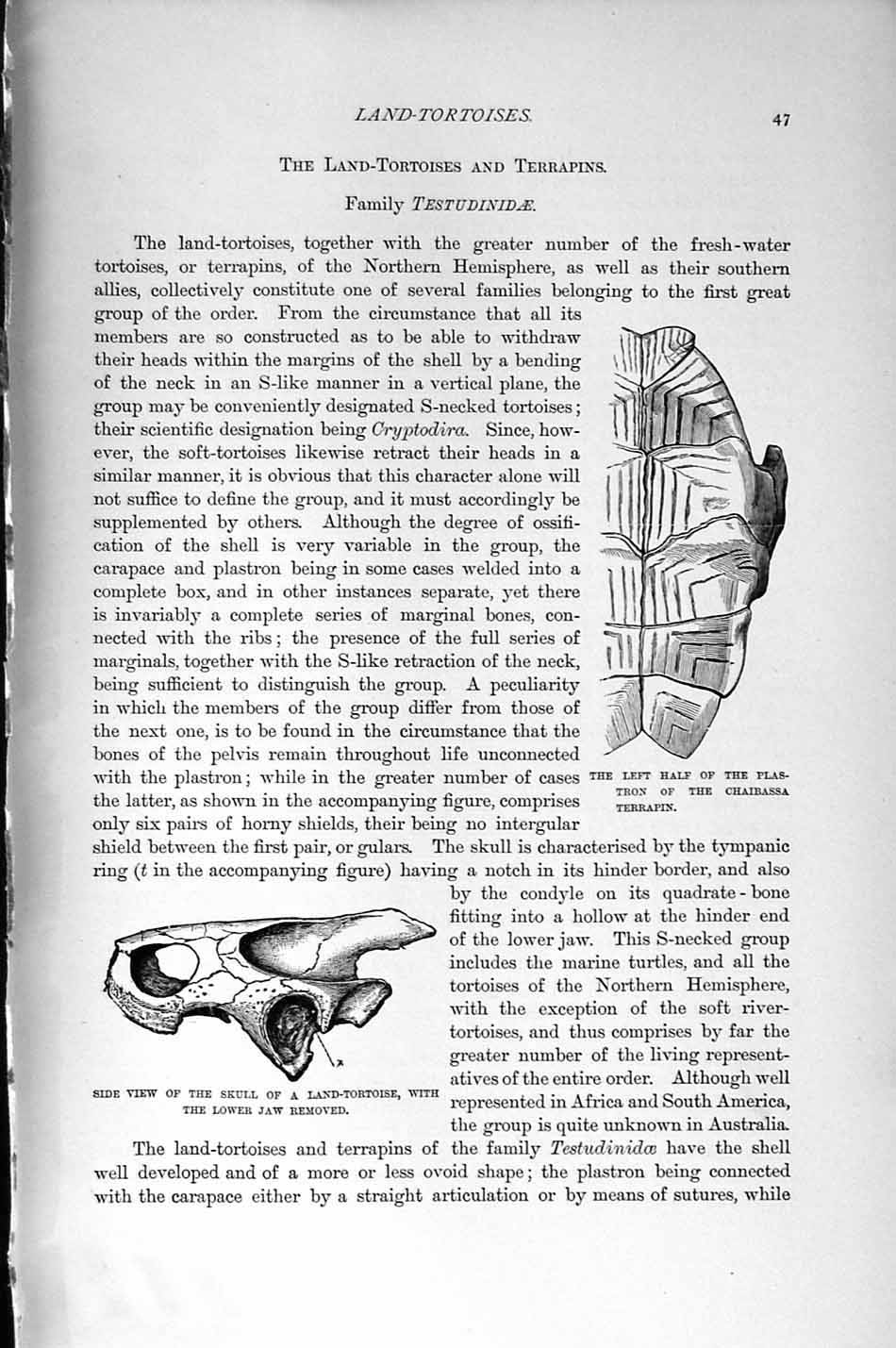 Original Old Antique Print Natural History 1896 Chaibassa Terrapin Tortoise Jaw
